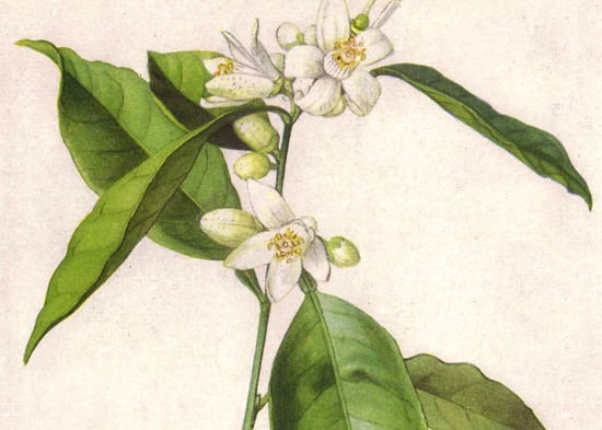 Recipe: Orange Blossom Iced Tea